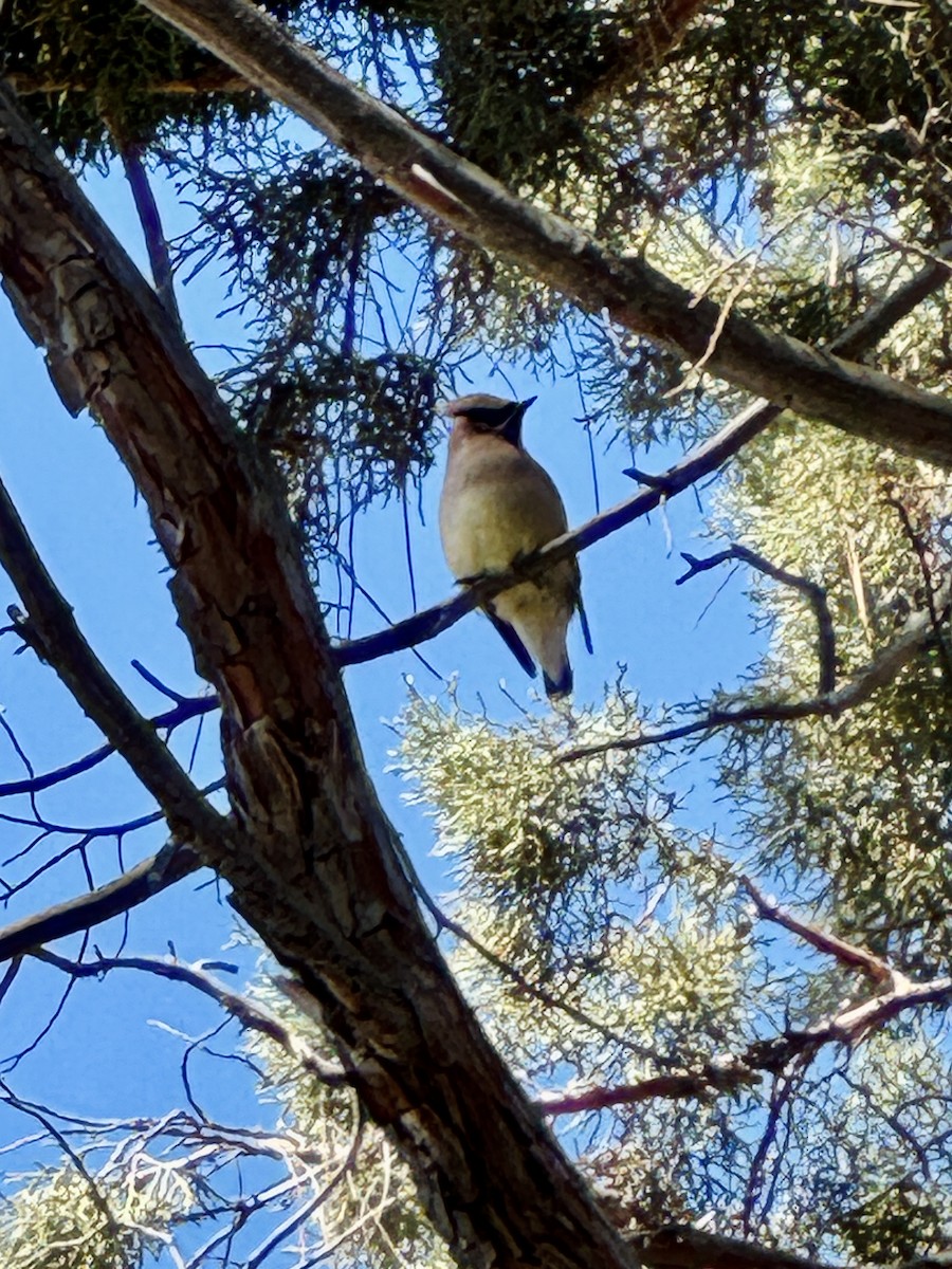 Zedernseidenschwanz - ML647397915