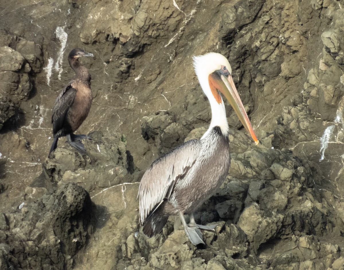 Braunpelikan - ML647397916