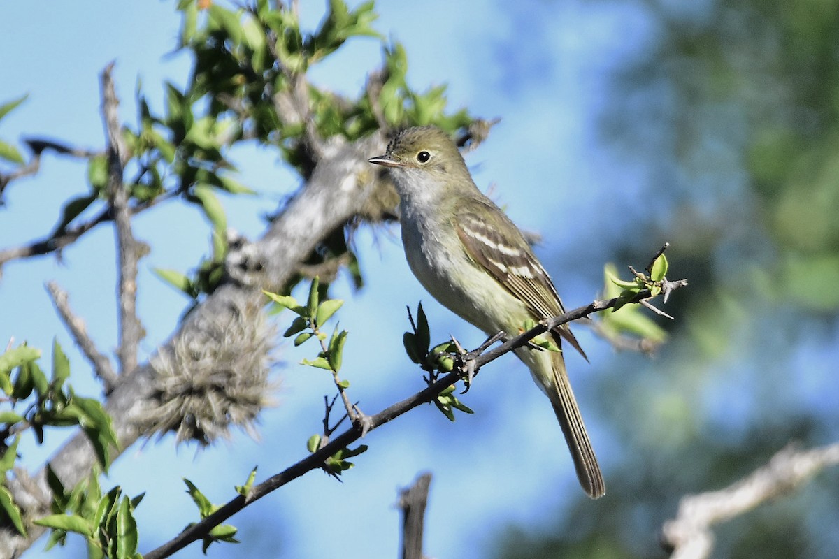 Dreibinden-Olivtyrann - ML647397918