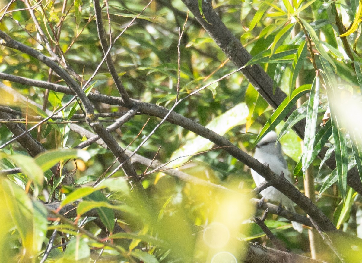 Lasurmeise - ML647397919