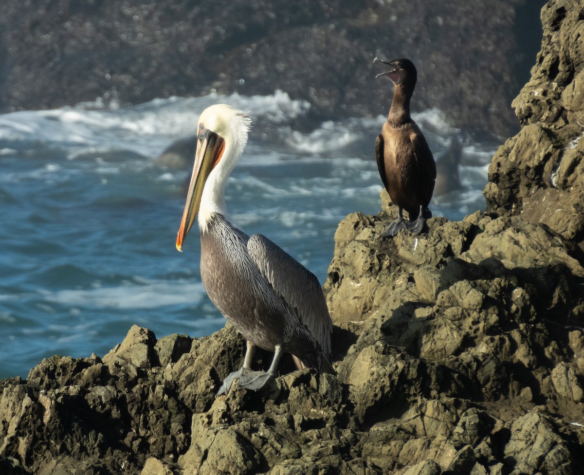 Braunpelikan - ML647397920