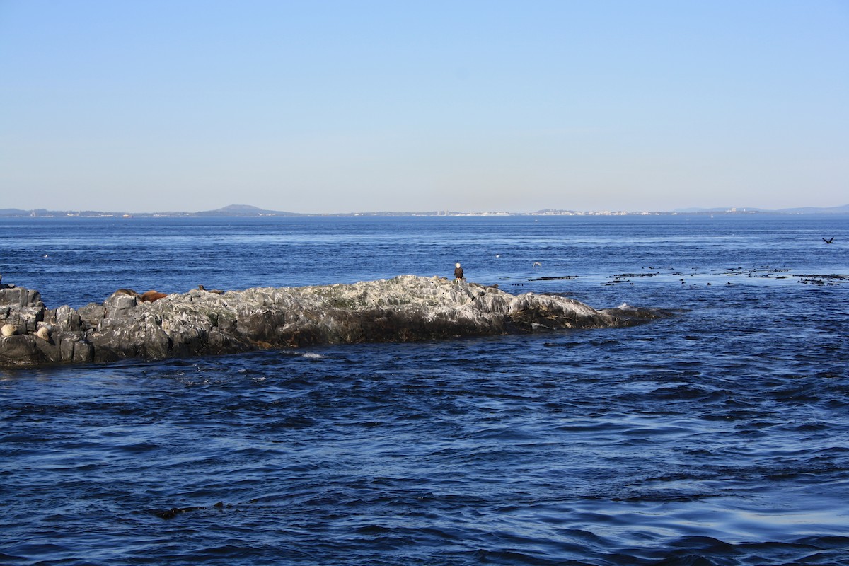 Weißkopf-Seeadler - ML647397921