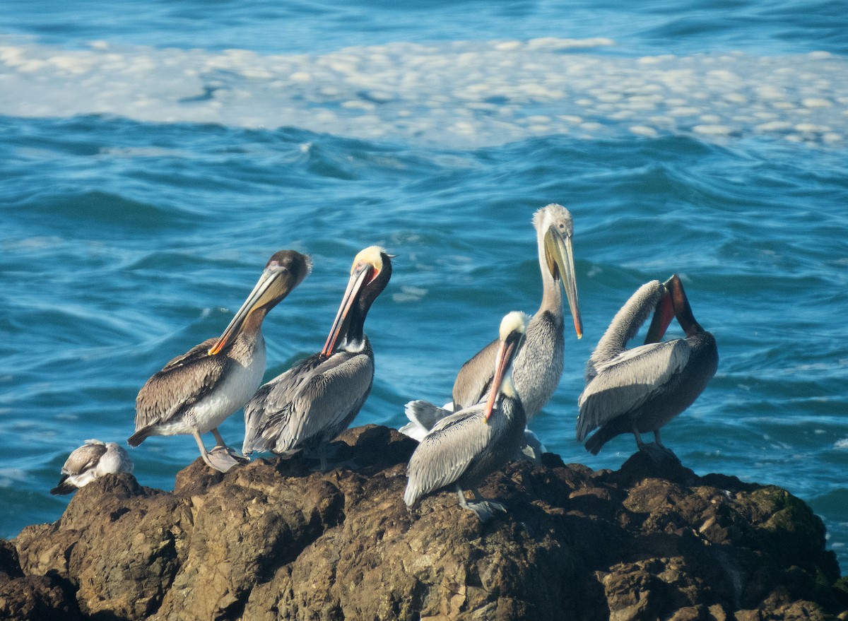 Braunpelikan - ML647397923