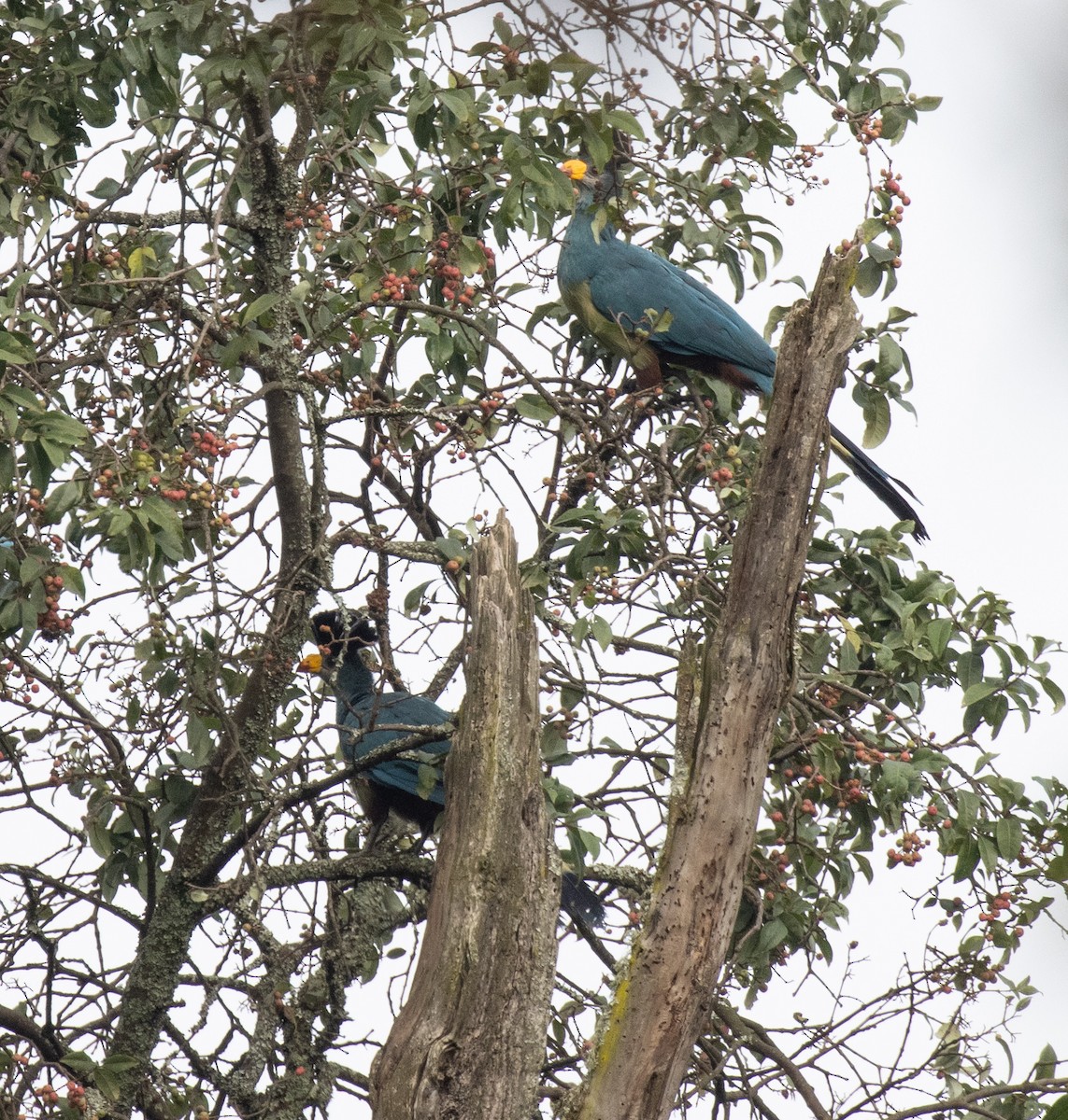 turako velký - ML647397944