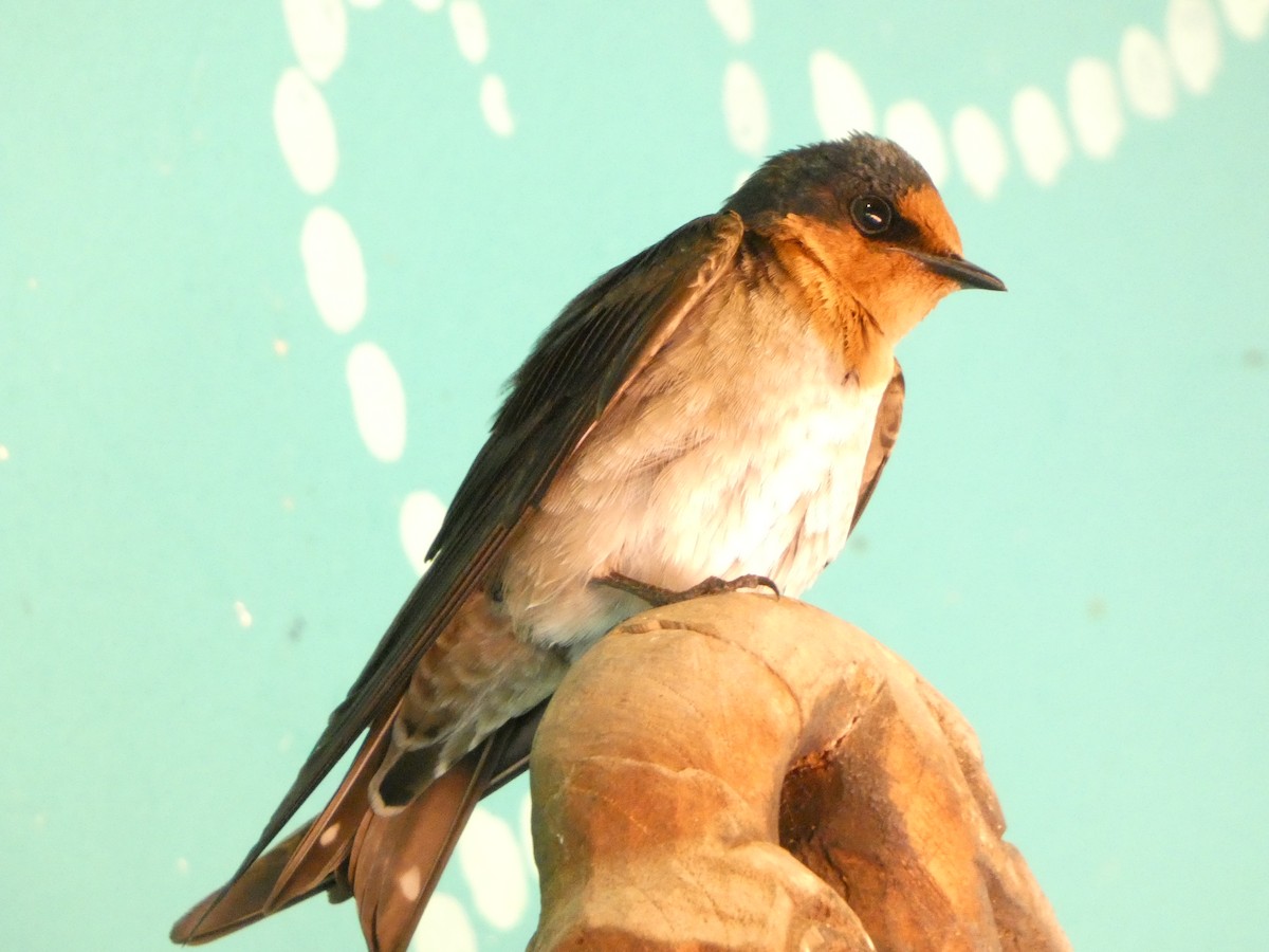 Pacific Swallow - ML647397950
