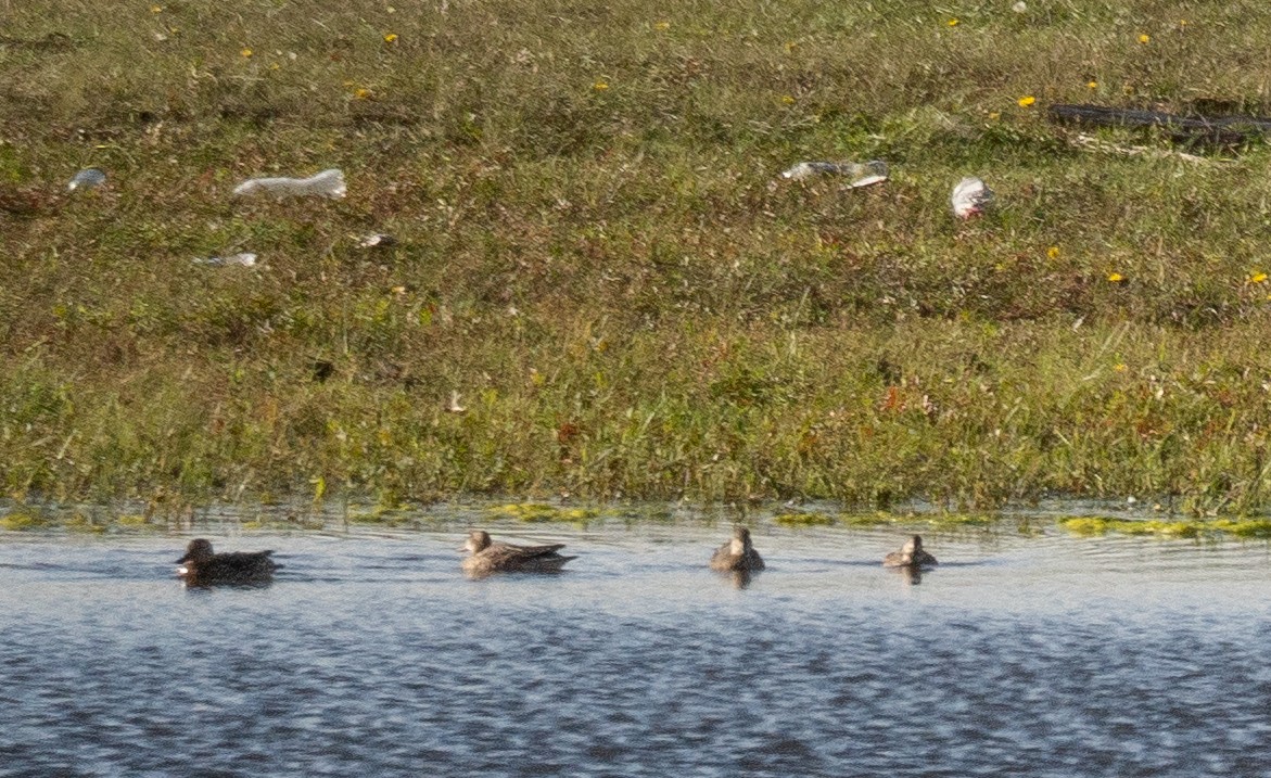 Гуска китайська - ML647397955