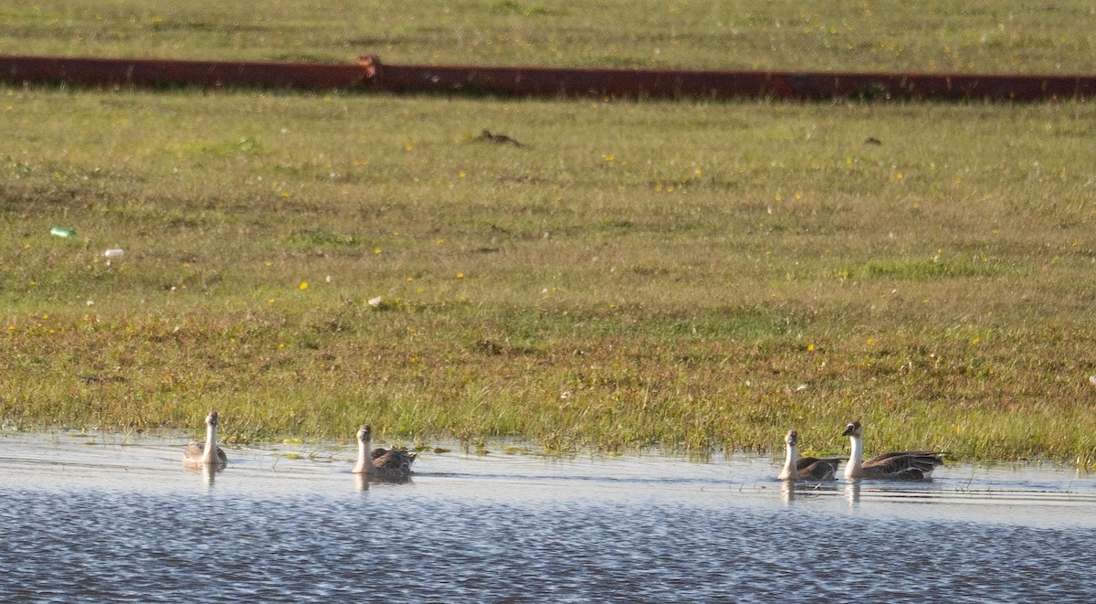 Гуска китайська - ML647397956