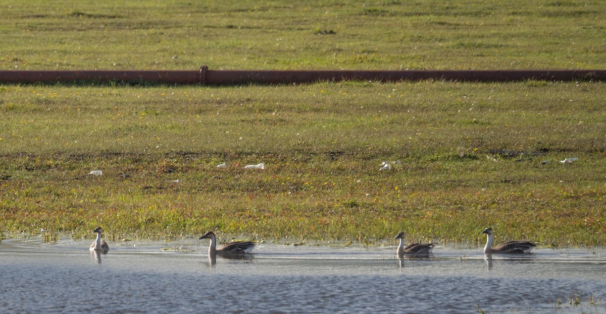 Гуска китайська - ML647397958