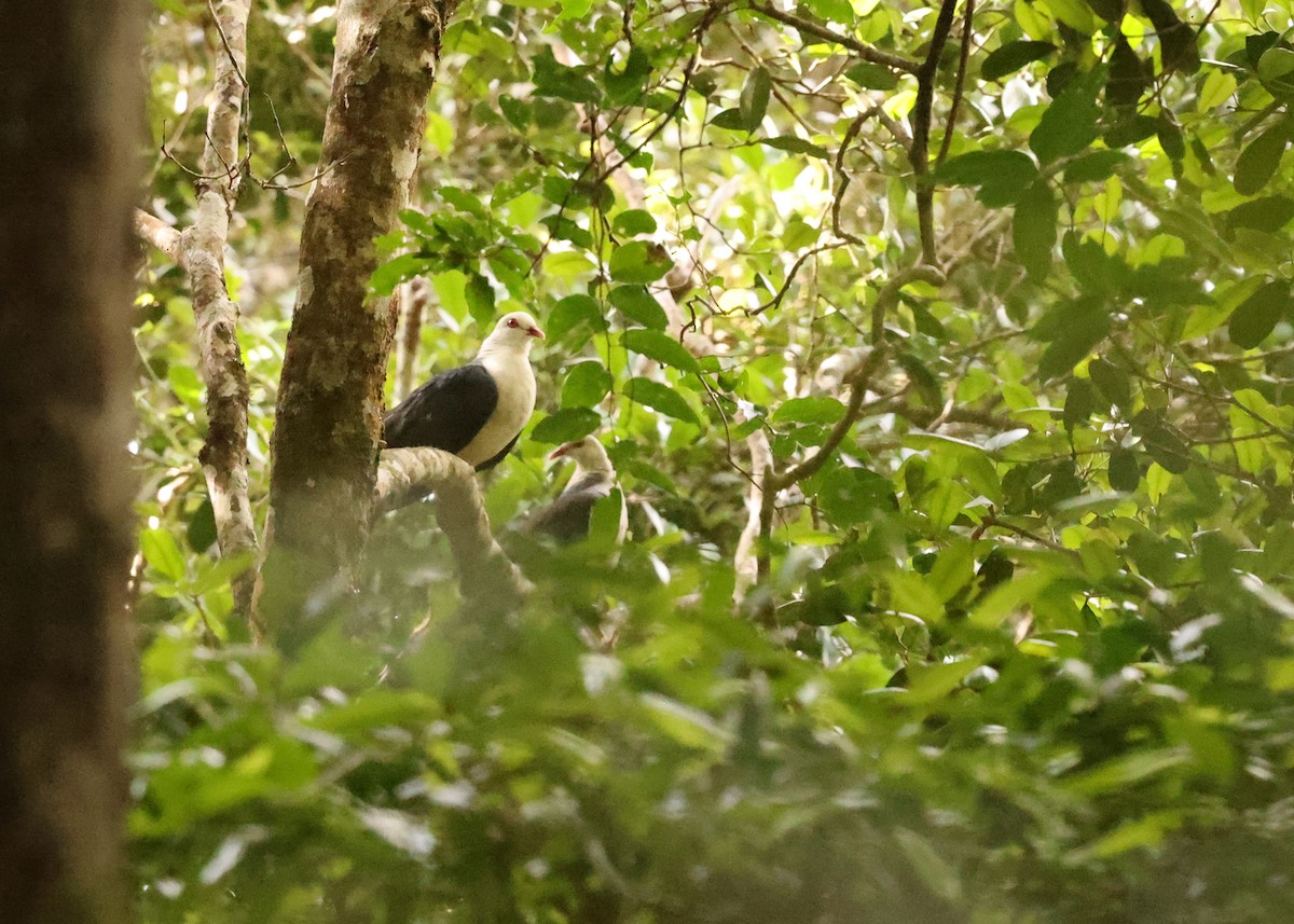 White-headed Pigeon - ML647397959