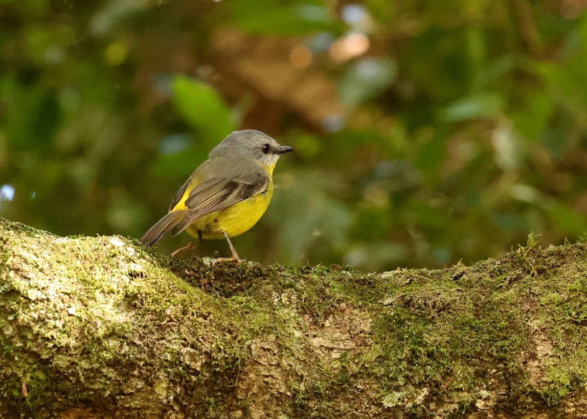 lejsčík žlutý - ML647397971