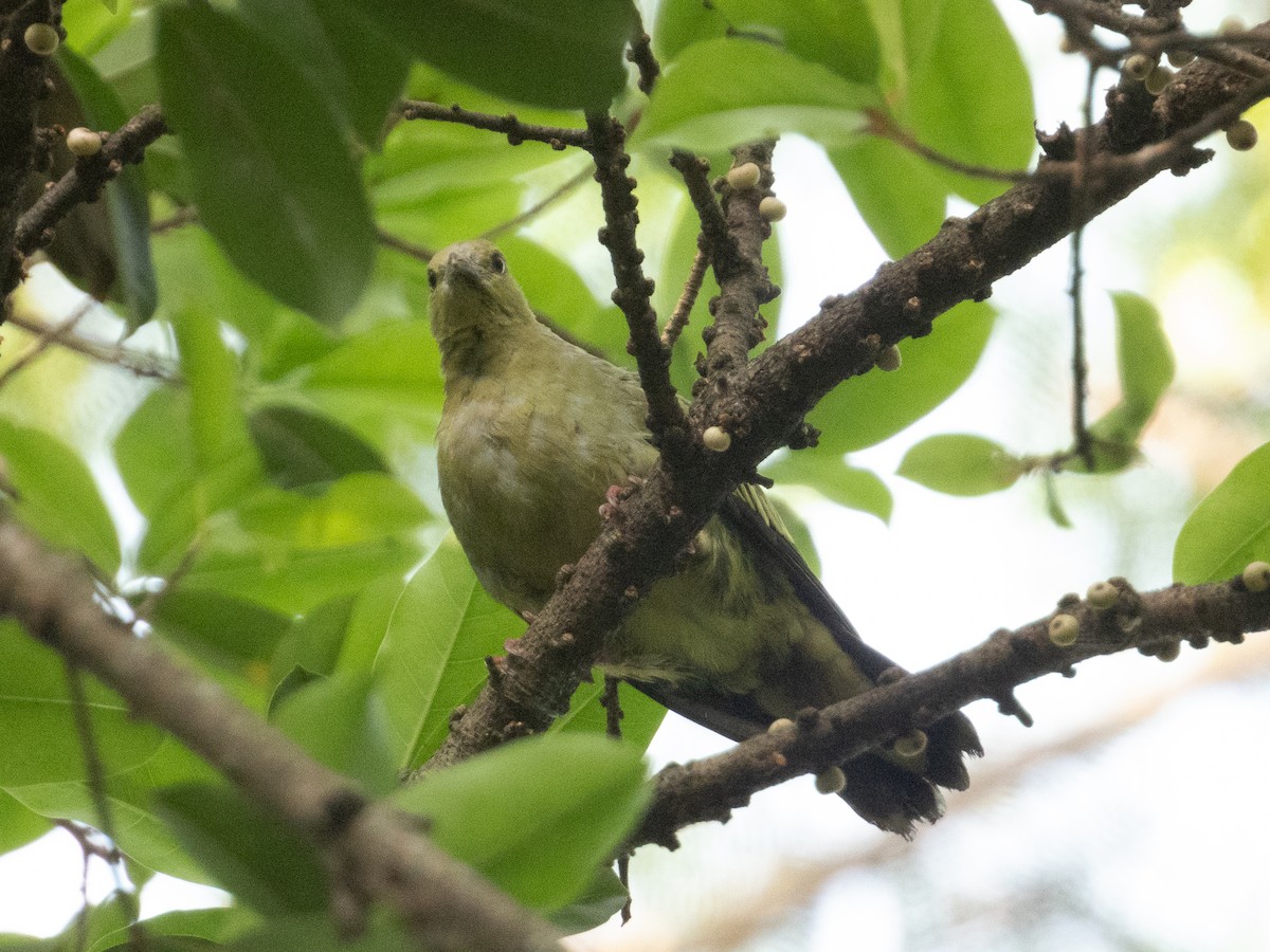 Pink-necked Green-Pigeon - ML647397989