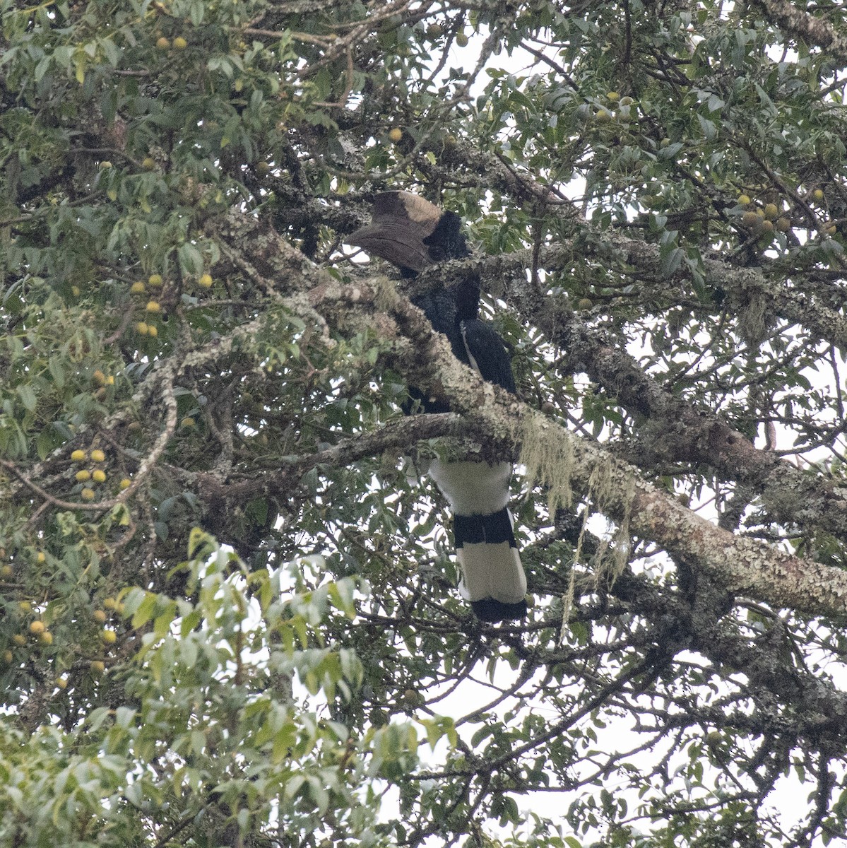 Kır Yanaklı Boynuzgaga - ML647397990