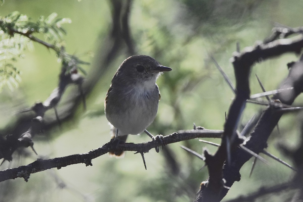 Fulvous-crowned Scrub-Tyrant - ML647397992