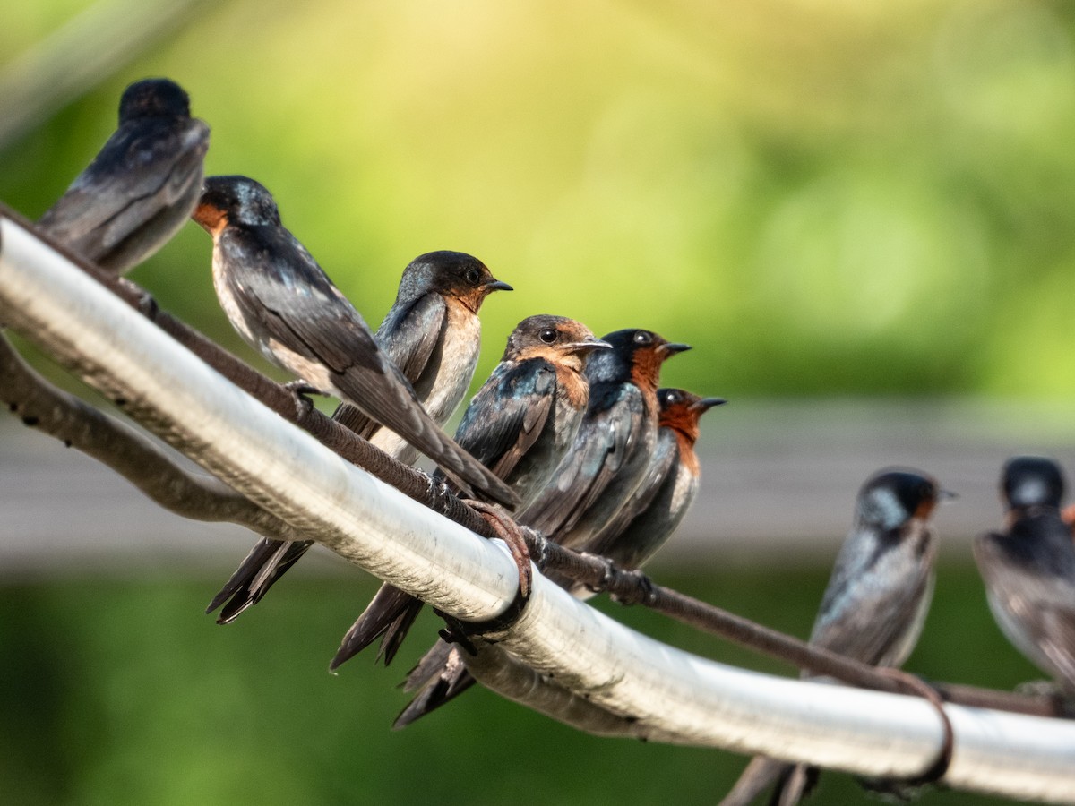 Pacific Swallow - ML647397998