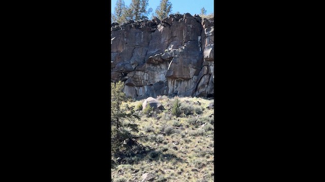 tanımsız Passeriformes sp. - ML647398002