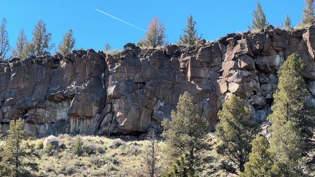 tanımsız Passeriformes sp. - ML647398006