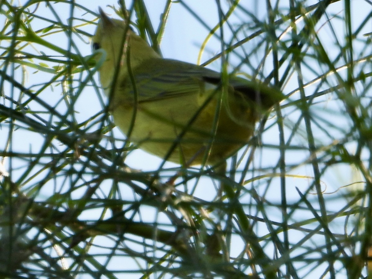 Sarı Ötleğen - ML647398007