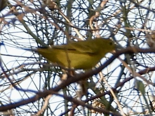 Sarı Ötleğen - ML647398008