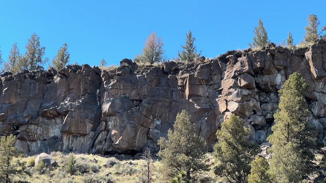 tanımsız Passeriformes sp. - ML647398018