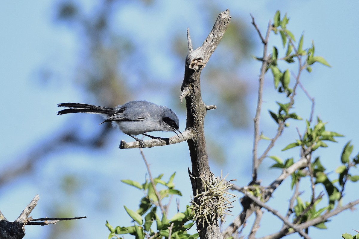 ミミグロブユムシクイ - ML647398036