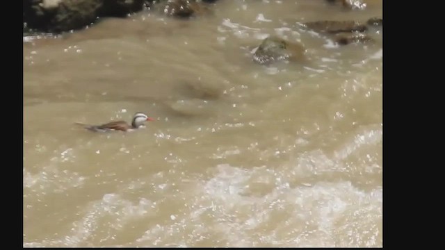 Çağlayan Ördeği - ML647398037