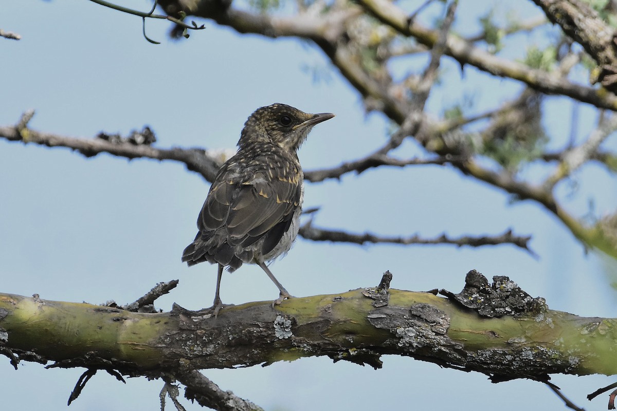 Creamy-bellied Thrush - ML647398041