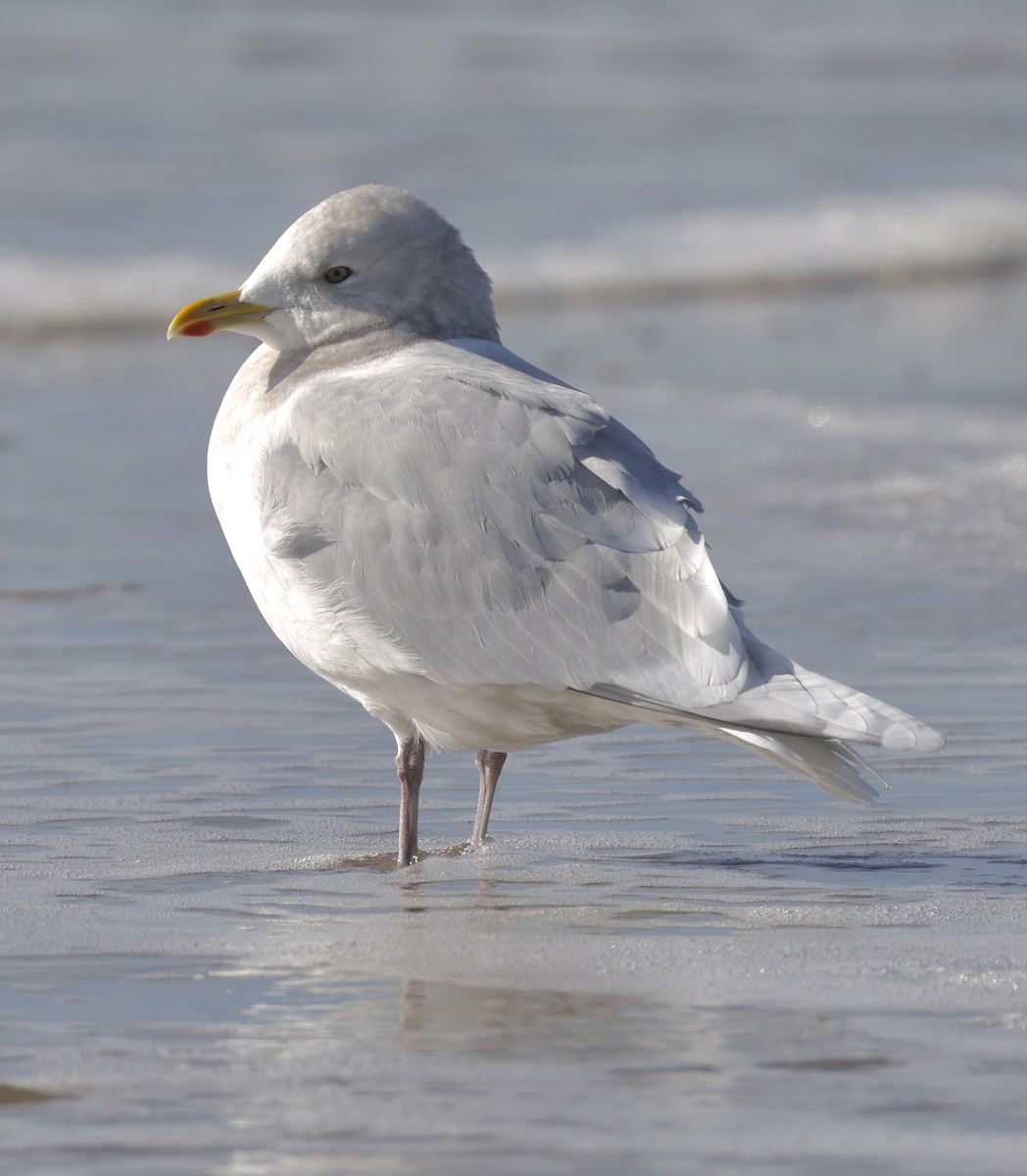 アイスランドカモメ - ML647398064