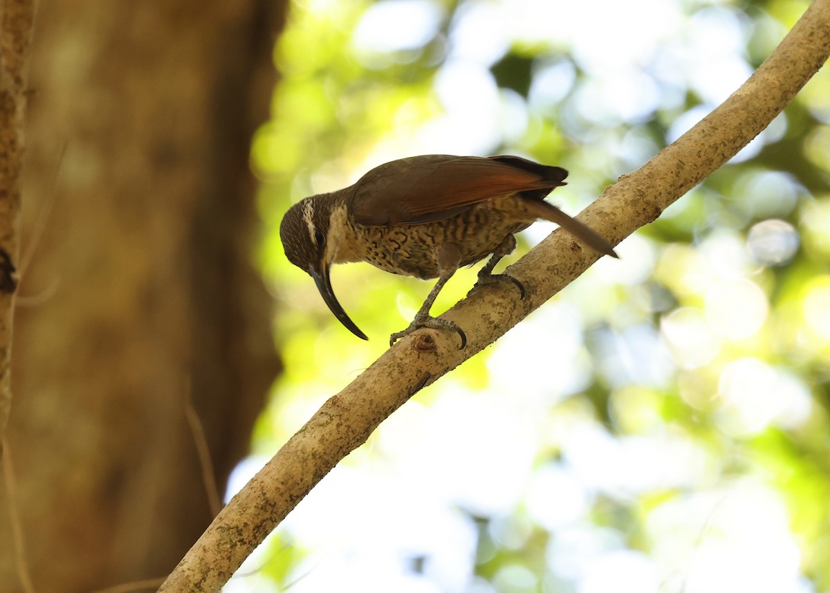 Paradise Riflebird - ML647398077