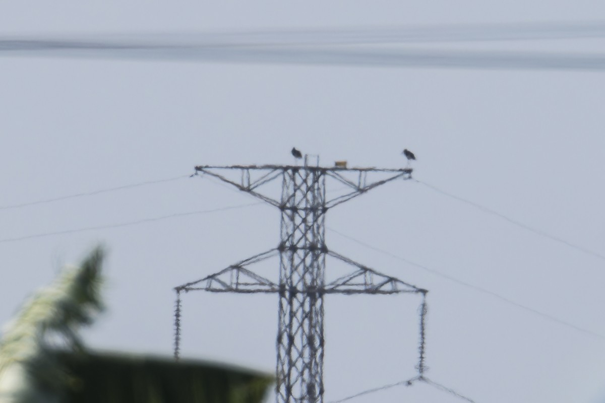 Black Stork - ML647398080