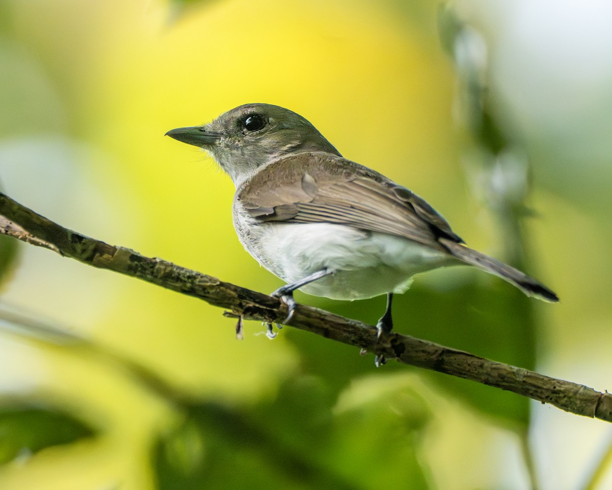 Mangrove Whistler - ML647398089