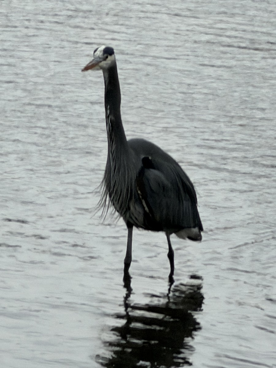 Grand Héron - ML647398109