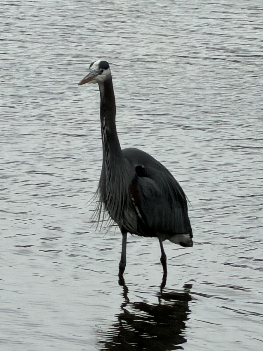 Grand Héron - ML647398110