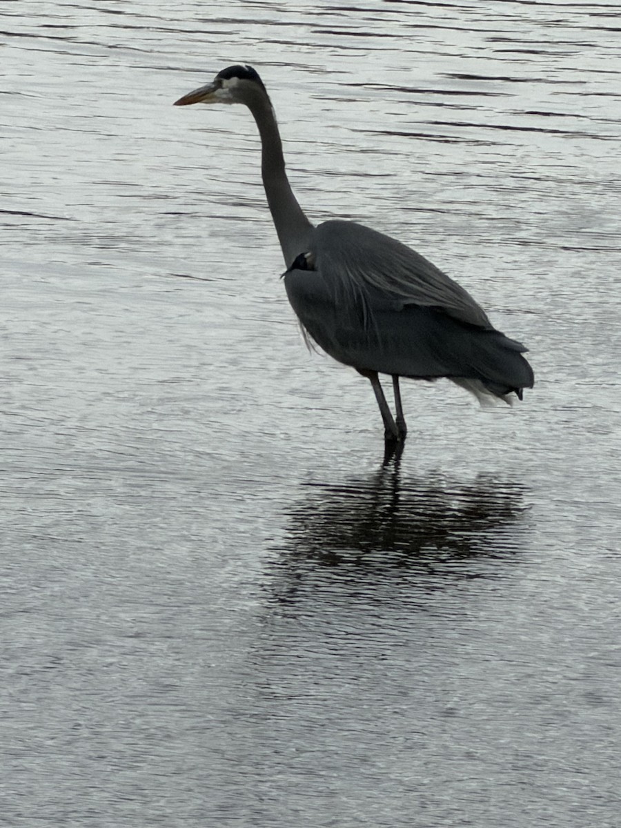 Grand Héron - ML647398111