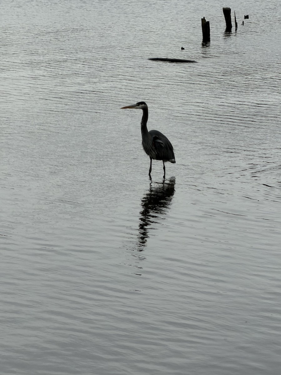 Grand Héron - ML647398112