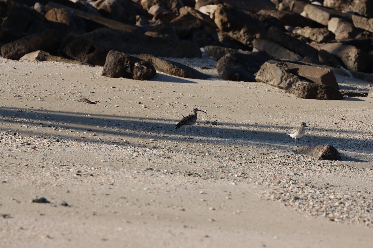 Black-bellied Plover - ML647398119