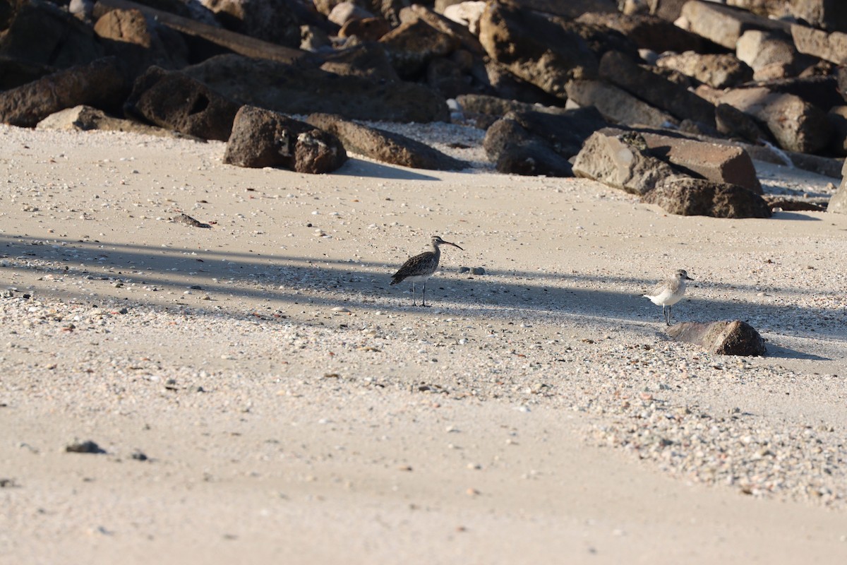 Black-bellied Plover - ML647398120