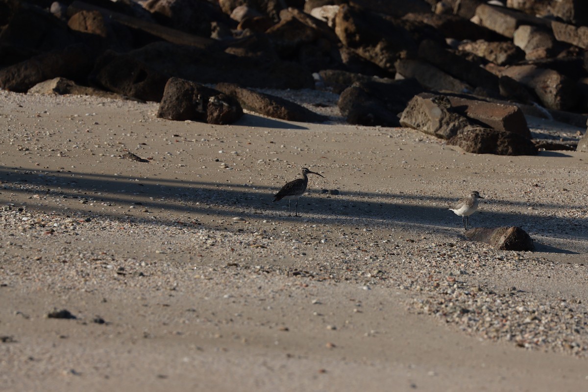 Black-bellied Plover - ML647398121