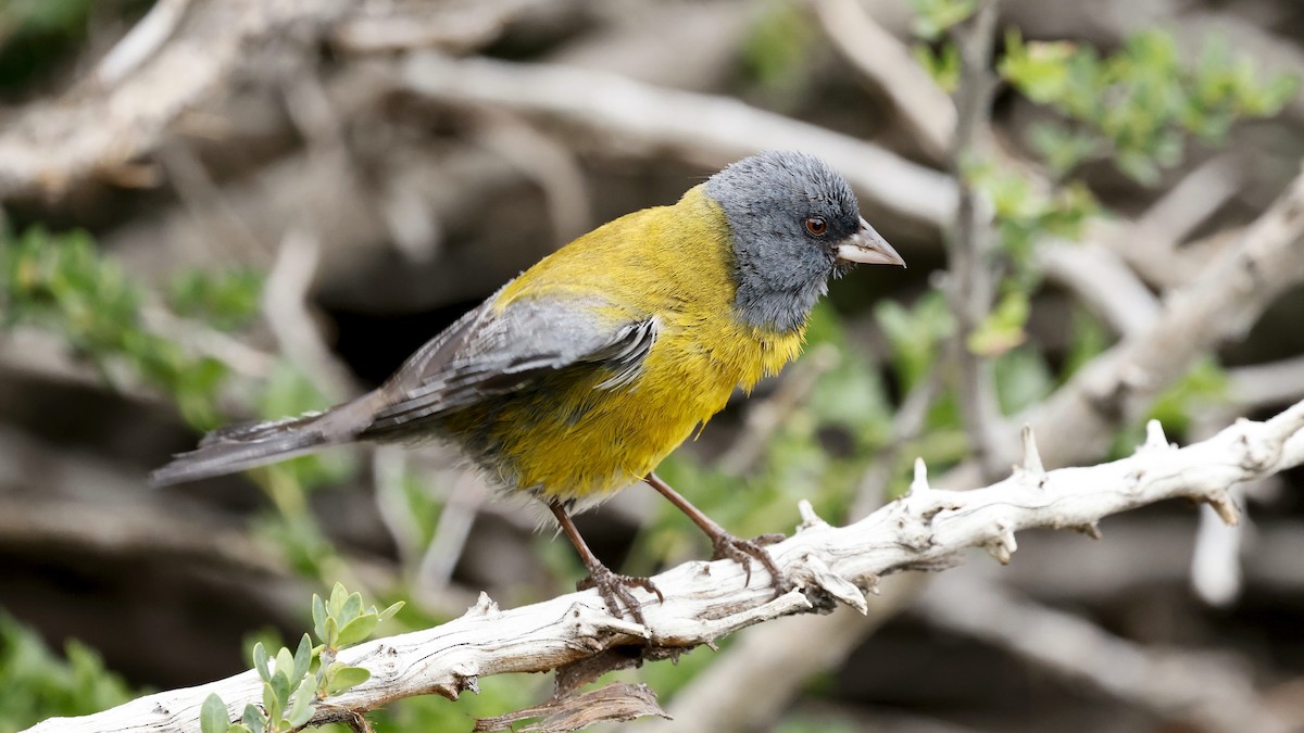 Gray-hooded Sierra Finch - ML647398125