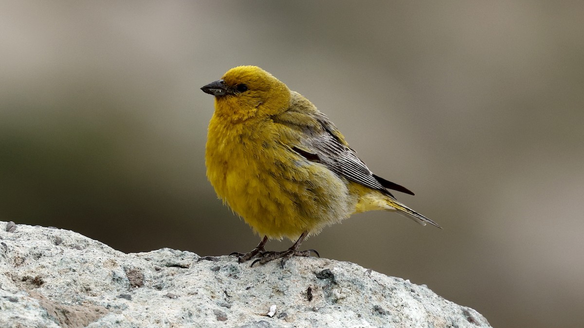Greater Yellow-Finch - ML647398156