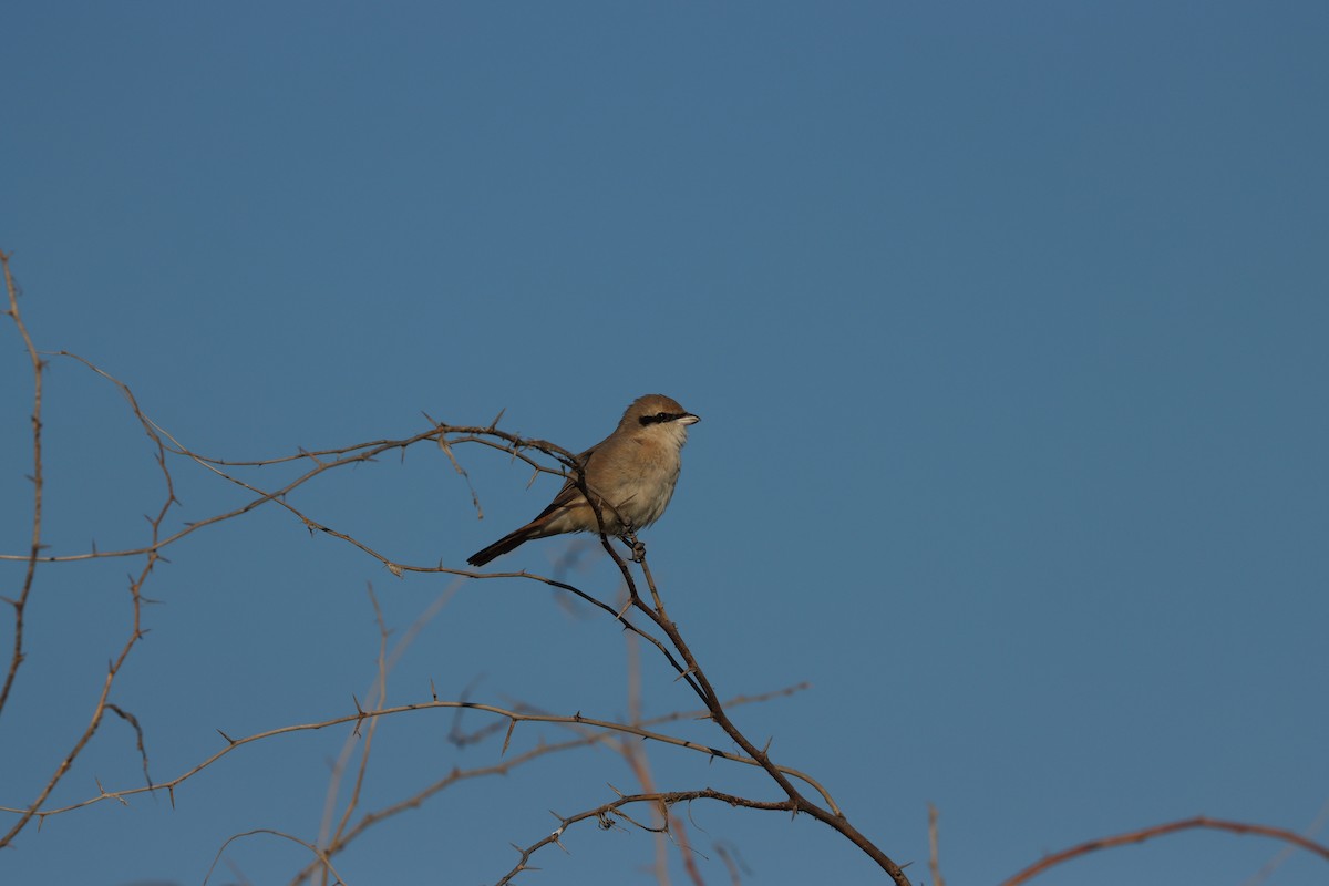 Isabellwürger - ML647398183