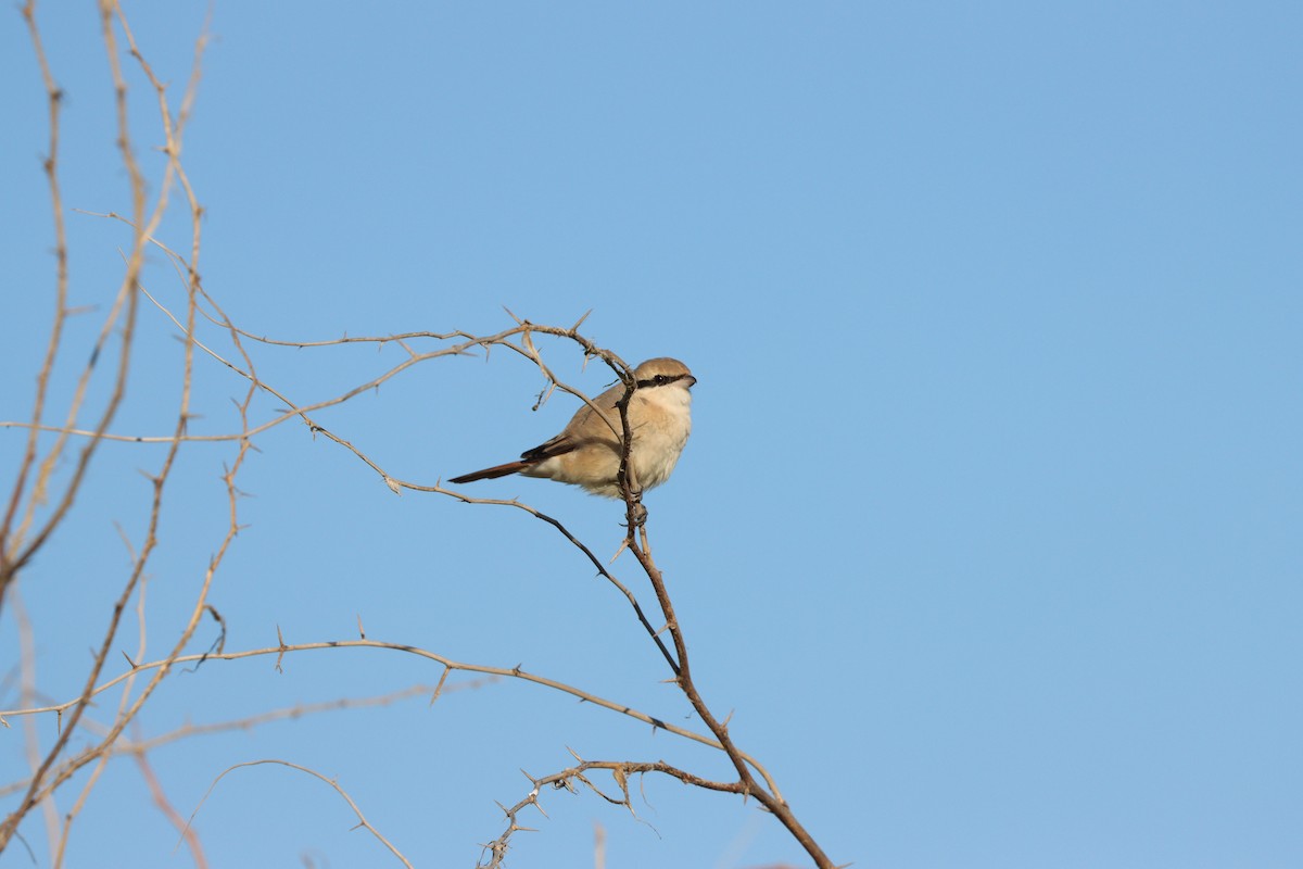 Isabellwürger - ML647398184