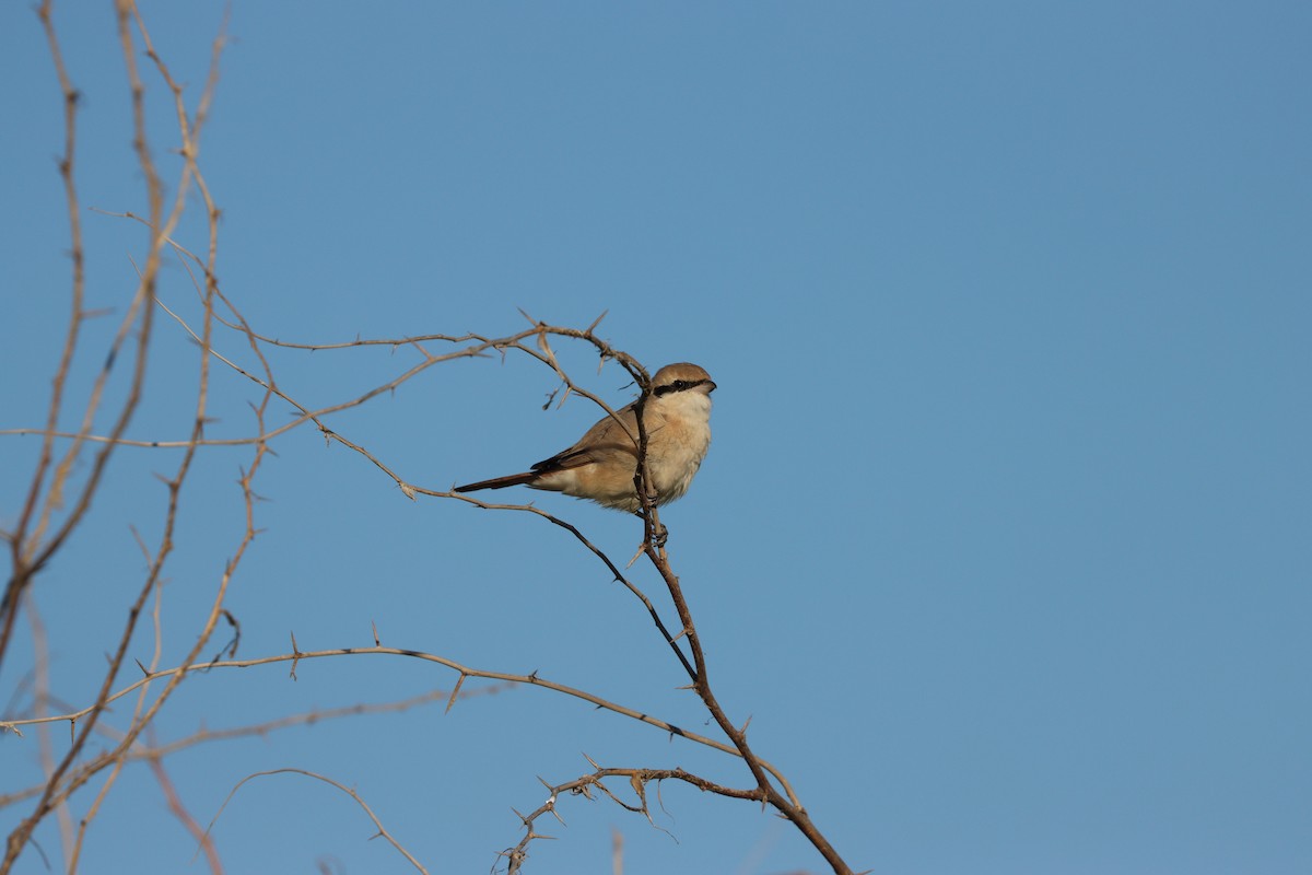 Isabellwürger - ML647398185