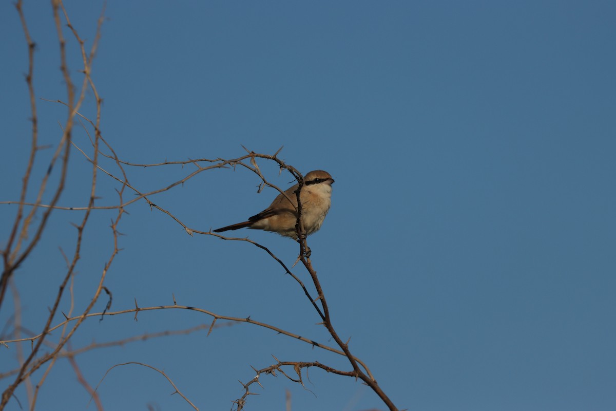 Isabellwürger - ML647398186