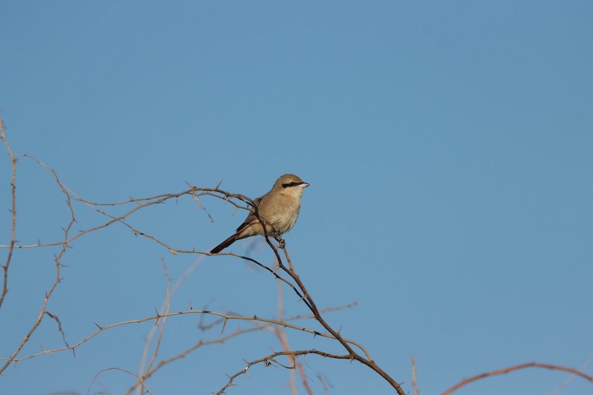 Isabellwürger - ML647398187