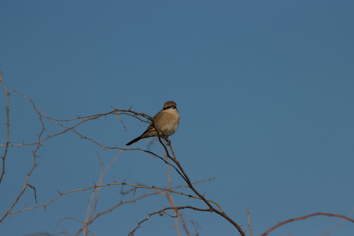 Isabellwürger - ML647398188