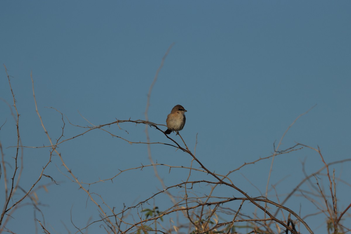 Isabellwürger - ML647398189