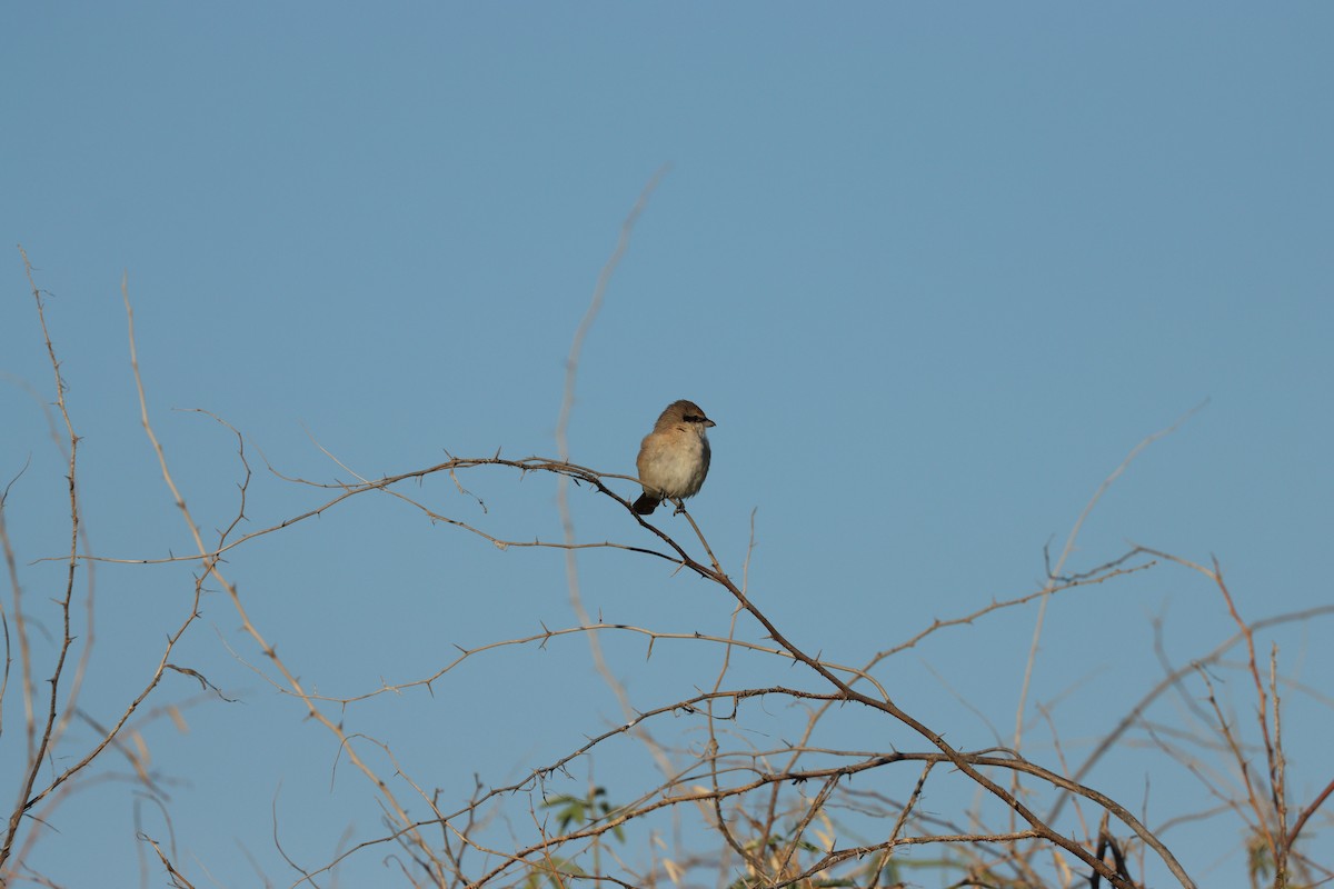 Isabellwürger - ML647398190