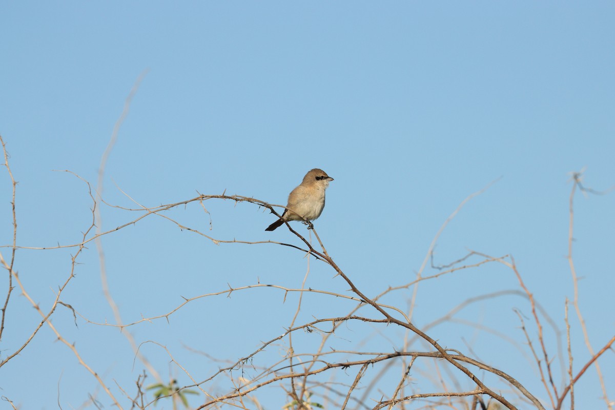 Isabellwürger - ML647398191