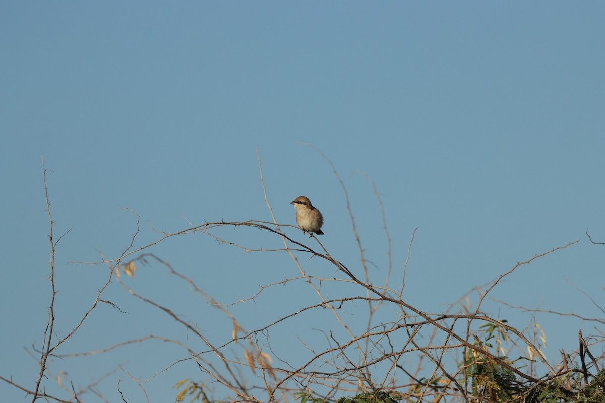 Isabellwürger - ML647398192