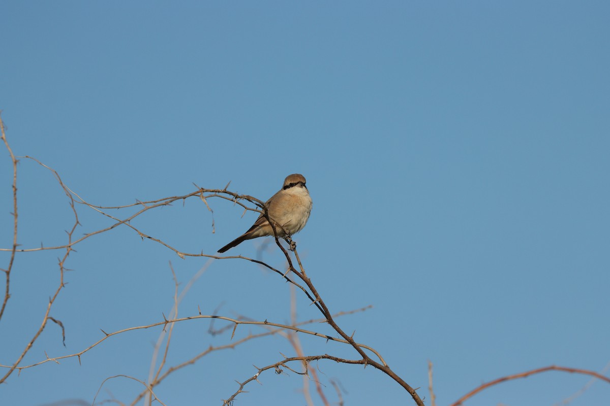 Isabellwürger - ML647398193